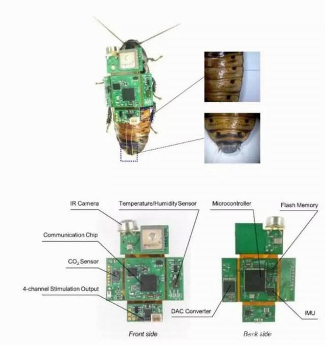 Semi-Robot insect